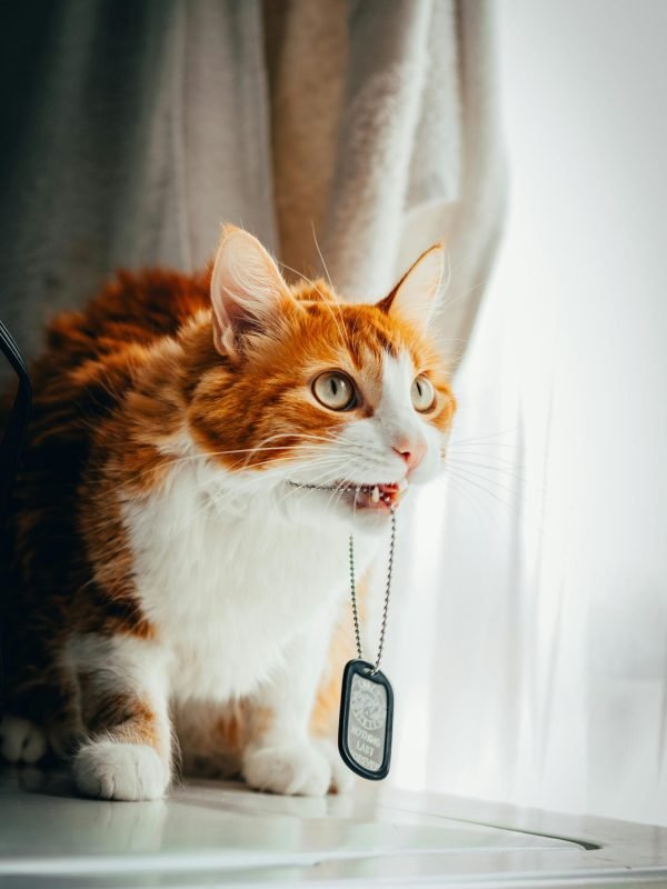 pexels-pinamon-31315045 pexels-pinamon-31315045