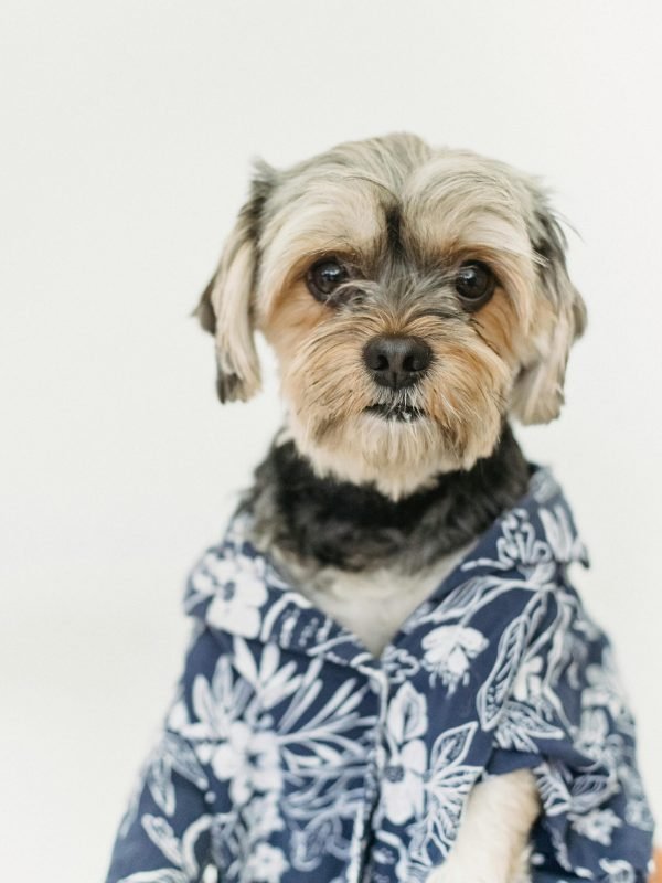 pexels-sam-lion-5732474 pexels-sam-lion-5732474