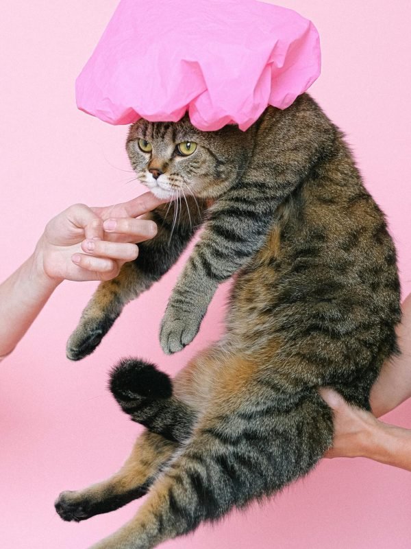 pexels-shvetsa-4587954 Pawstuff